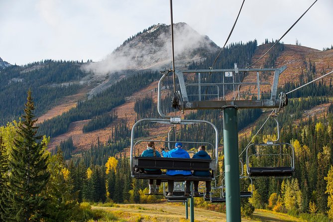 Discover Grizzly Bears From Banff - Transportation and Logistics