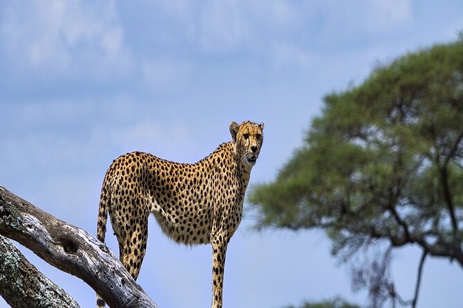 Discover Our Best Guide for 1-Day Serengeti Safari From Mwanza - Meeting and Pickup Details