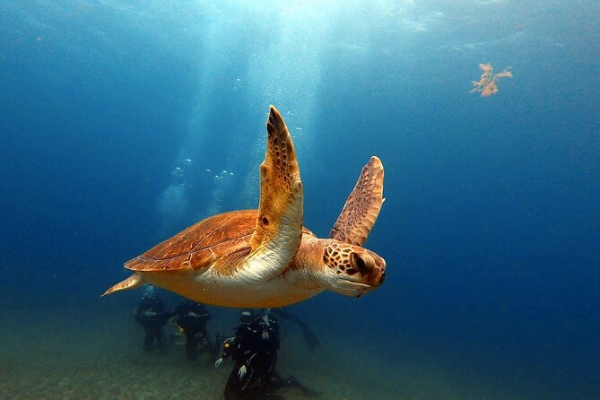 Discover PADI Scuba Diving in the Area of Tortugas in Playa De Abades - Inclusions and Pricing