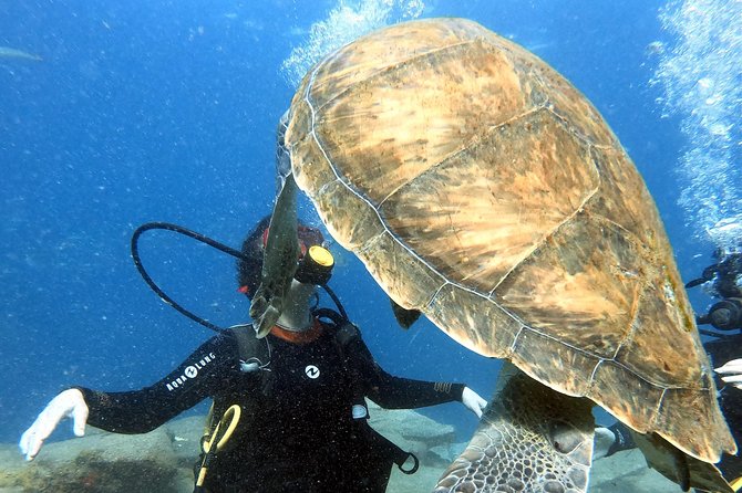 Discover Scuba Diving Experience in Turtle Habitat - Accessibility and Health Restrictions