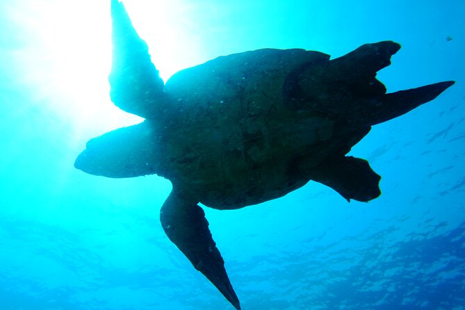 Discover Scuba Diving in Sal - Booking Your Dive Adventure