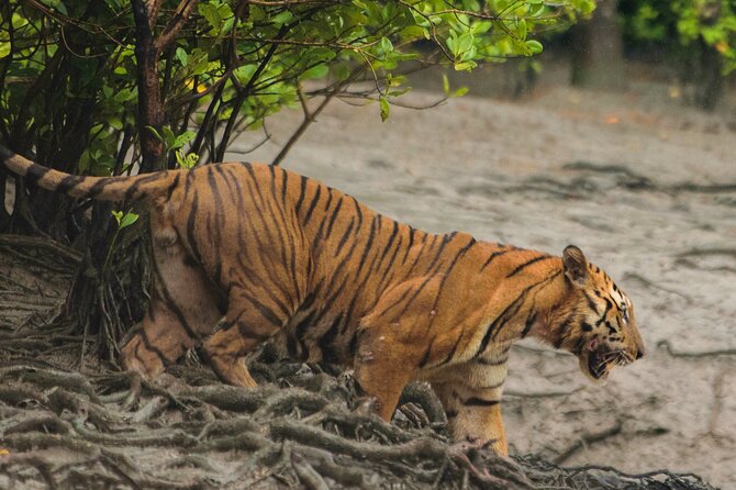 Discover Sundarbans Wildlife in Mangroves Same Day From Kolkata - Dining Experience