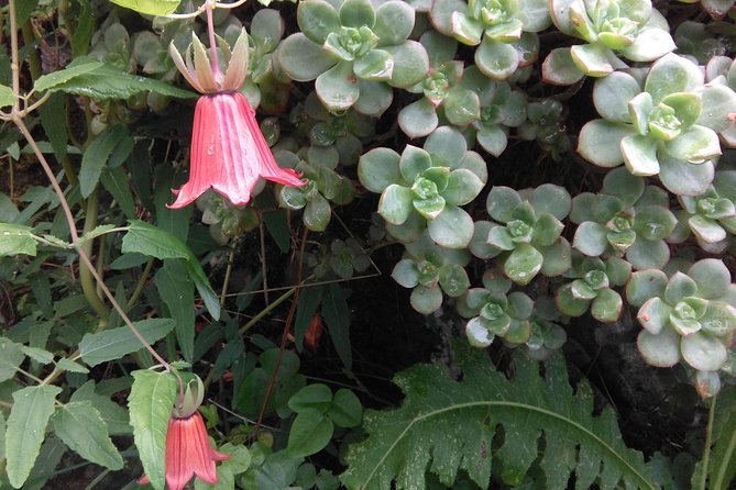 Discover the Lost Paradise of Anaga in Tenerife - Navigating the Challenging Terrain