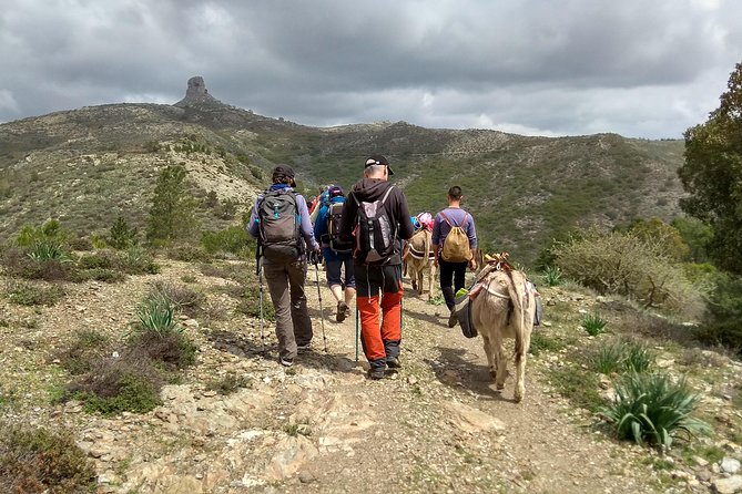 DISCOVER the Sardinia, the WAYS of TRANSHUMANCES With ANES - Meals Included