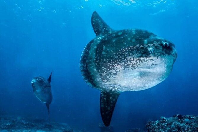 Diving With Manta Ray at Nusa Penida - Tips for an Unforgettable Dive