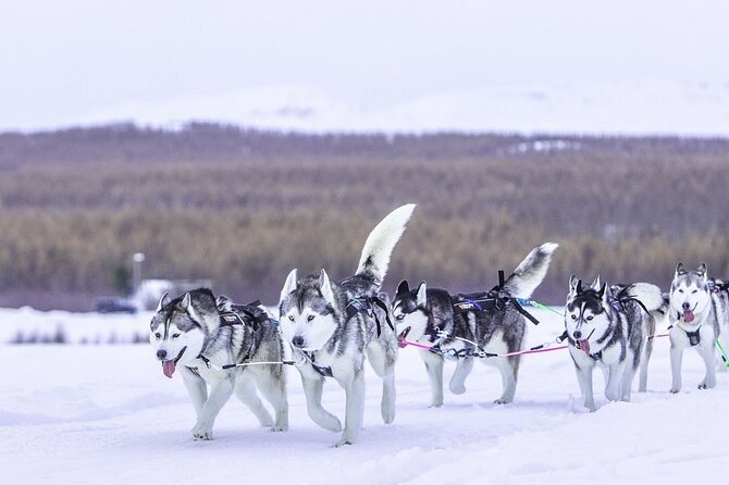 Dogsledding, Near Akureyri - Included Amenities