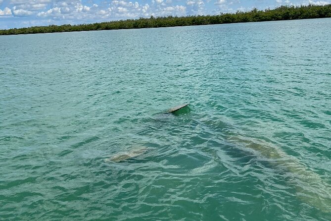 Dolphin and Manatee Tour of Marco Island by Kayak or SUP - Guided Insights