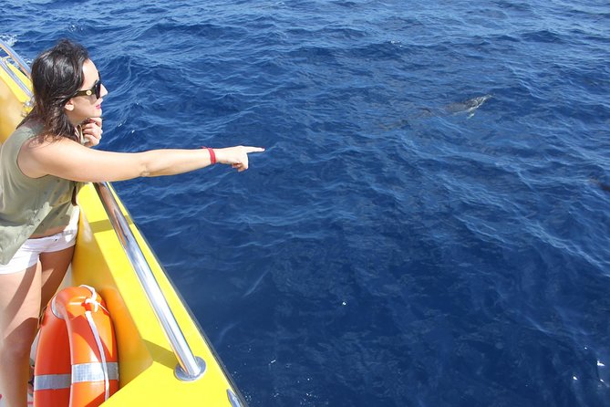 Dolphin Mini Cruise at Playa Del Carmen - Expectations and Experiences