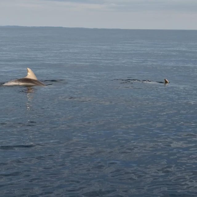 Dolphin Private Sunset Tour Rovinj - Inclusions