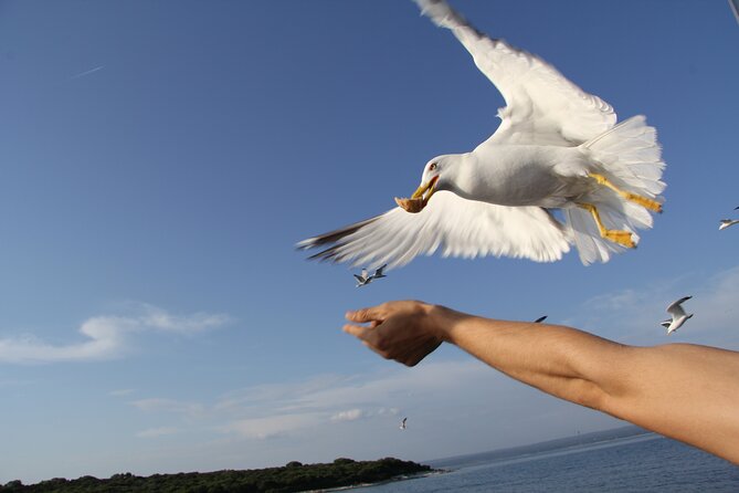 Dolphin Watching Sunset Boat Trip in Pula With Dinner - Meeting Point and Departure