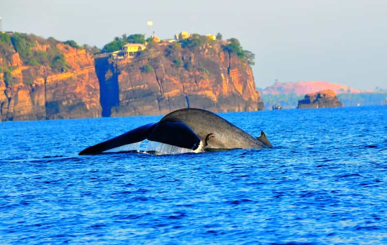 Dolphin & Whale Watching East Coast - Itinerary and Highlights