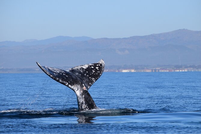 Dolphin & Whale Watching - Exceptional Customer Ratings and Reviews