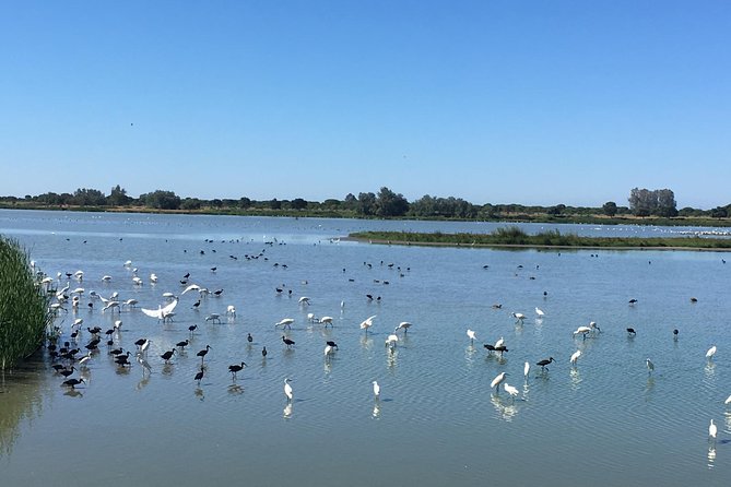Donana National Park and El Rocío: Private Tour From Seville - Activity Itinerary