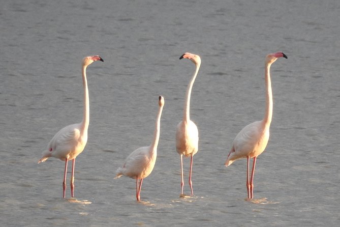 Doñana National Park in 4x4 and El Rocío - Inclusions and Requirements
