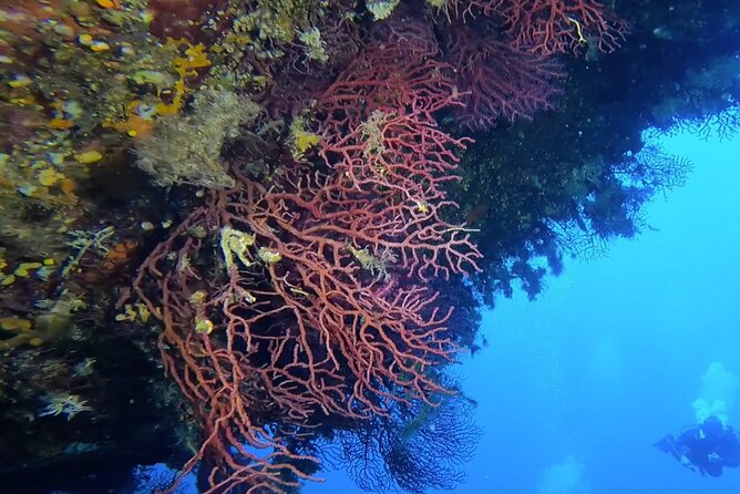 Double Dive in the Capo Carbonara Marine Protected Area, for Patents. - Customer Feedback