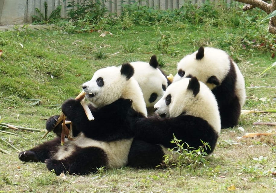 Dujiangyan Panda Tour and Anceint Town(Option Panda Keeper ) - Panda Center Experience