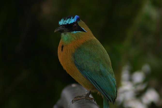 Early Bird Watching Tour - Guanacaste - Inclusions