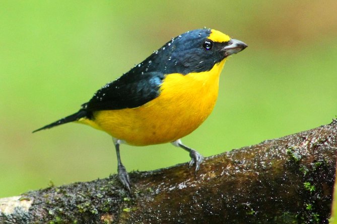 Early Bird Watching Tour - Additional Information