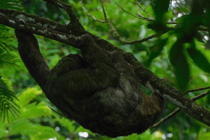 Ecogarden Arenal Sloth Tour - Environmental Conservation Efforts