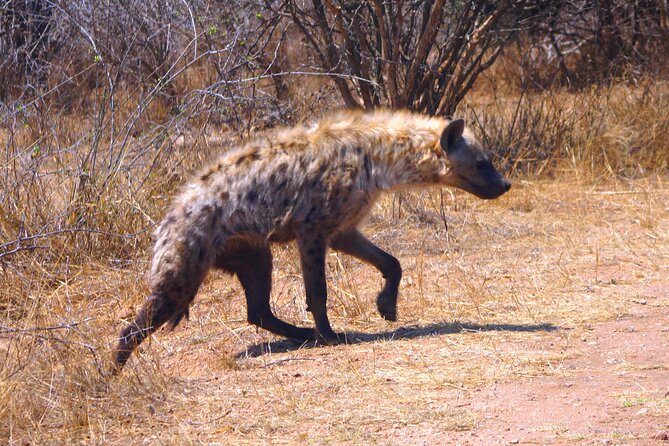 Economic 1-Day Kruger Safari From Maputo - Departure and Itinerary Details