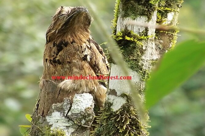 Ecuador Birds Tour & Mindo Cloud Forest - by Richard Hernandez - Inclusions