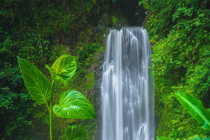 El Tigre Waterfalls Hiking Tour With Lunch and Nature Guide - Immersive Cloudforest Experience