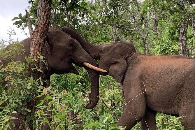 Elephant and Gibbon Encounters - 5days/4nights - Booking Information and Policies