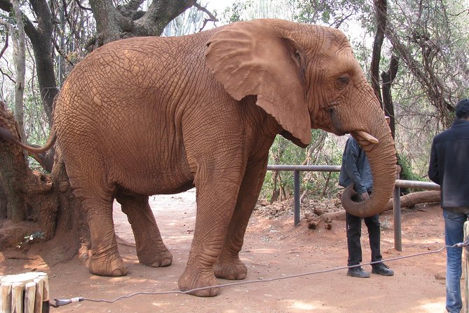 Elephant Sanctuary Tour From Johannesburg or Pretoria - Tour Inclusions