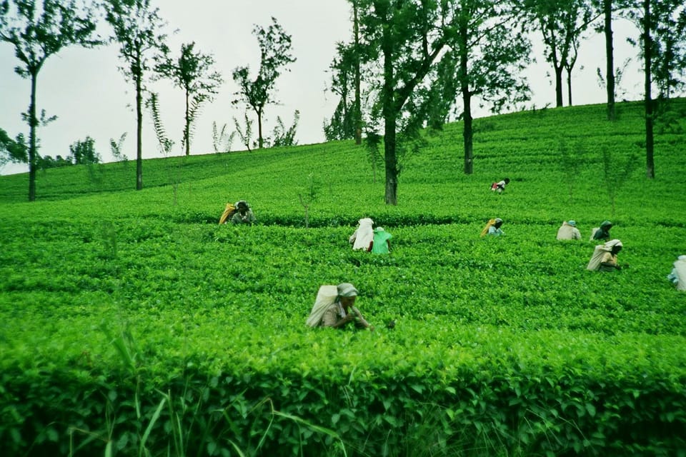 Ella Day Tour: With Tea Factory Visit From Colombo/ Negombo - Pickup and Drop-off Locations