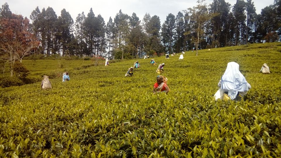 Ella: Trekking Through Sri Lankan Tea Plantation & Picnic - Included in the Tour