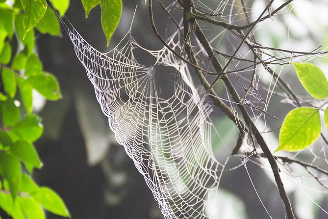 Escape Accra City to Aburi Gardens and Tetteh Quarshie Cocoa Farms - Whats Included in the Tour