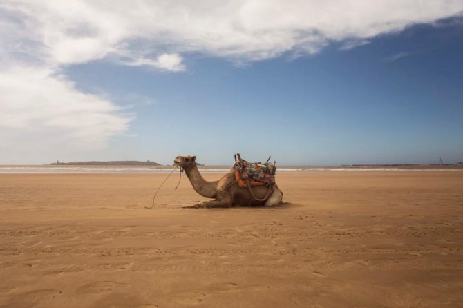 Essaouira Full Day Trip - Cultural Experiences