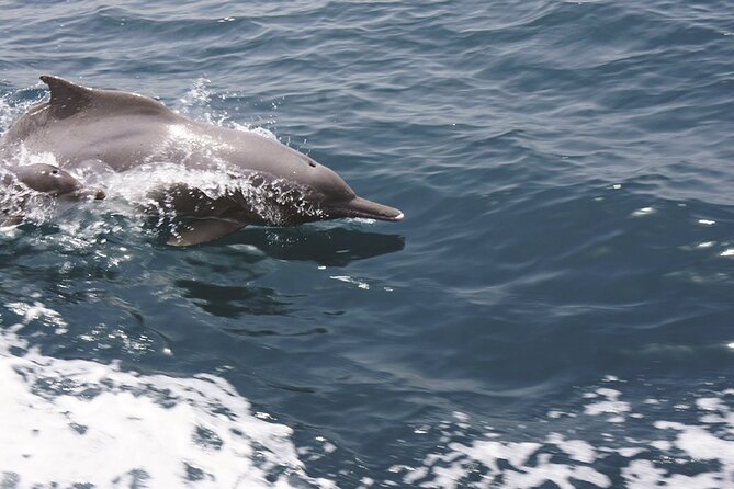 Evening Sunset Dhow Cruise Tour - Muscat - Traveler Experiences