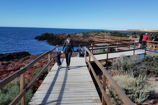 Exclusive Punta Tombo Penguin Rookery With Box Lunch and Entry Fee - Pickup and Departure