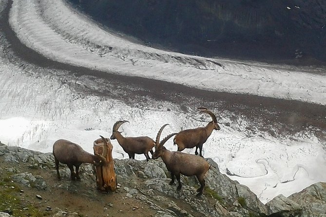 Exclusive Zermatt and Matterhorn: Small Group Tour From Bern - Ascent to Gornergrat Summit