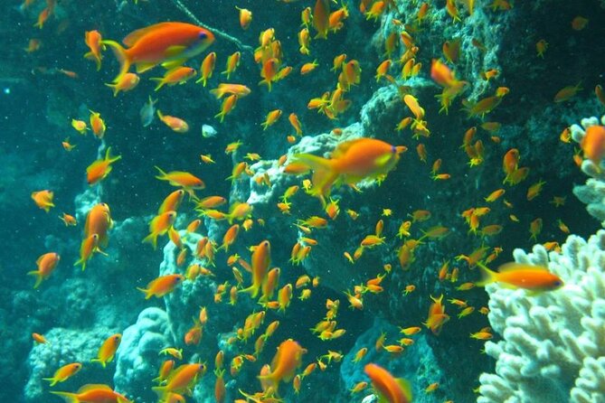 Excursion to Tiran Island by Boat - Guest Experiences and Feedback