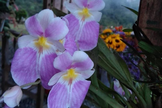 Exotic Flowers Farm and Silleteros Cultural Tour - Accessibility Details