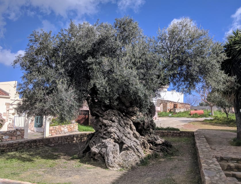 Experience Ancient Olive Tree, Olive Mill and a Wine Tasting - Pricing and Booking