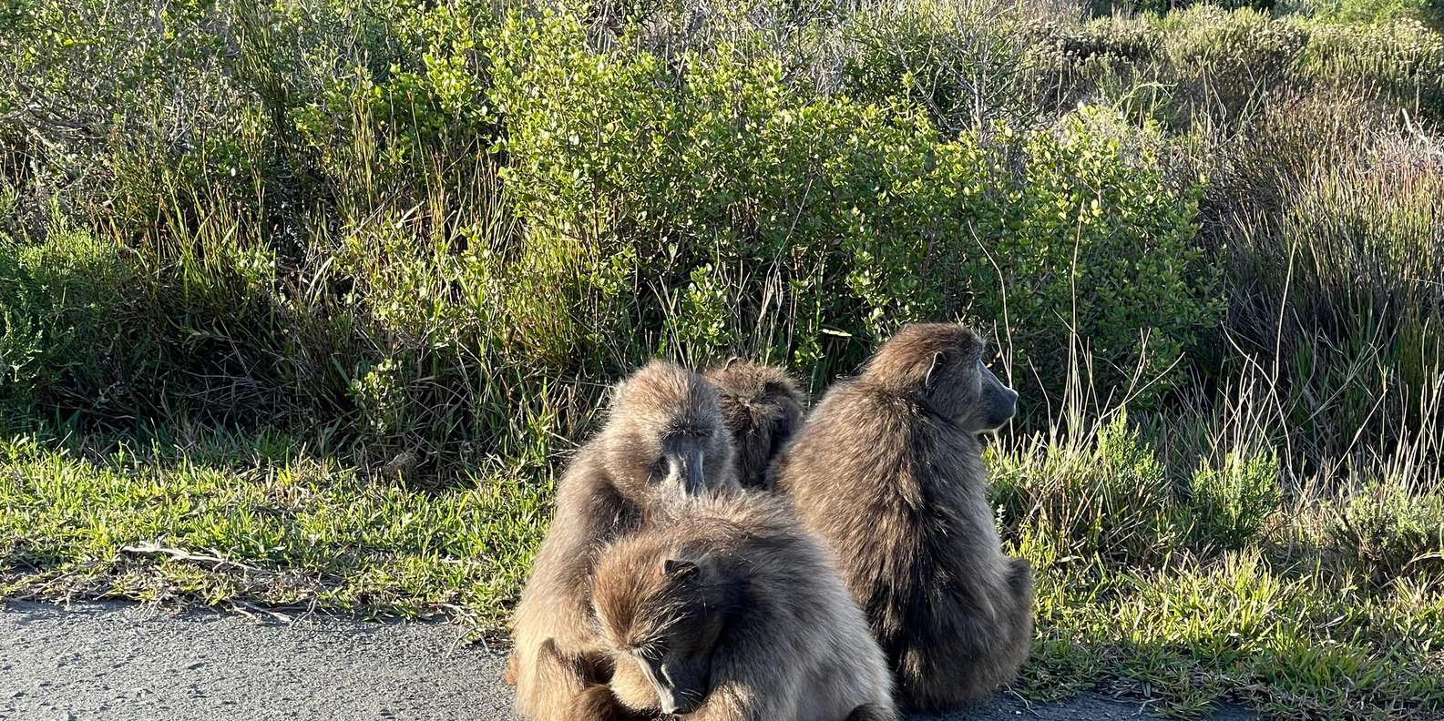 Explore Cape of Good Hope and Boulders Beach: Private Tour - Included Entry Fees