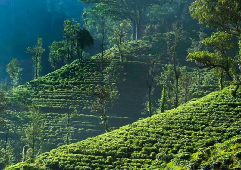 Explore Countryside of Nuwara Eliya by Tuk-Tuk - Duration and Pricing