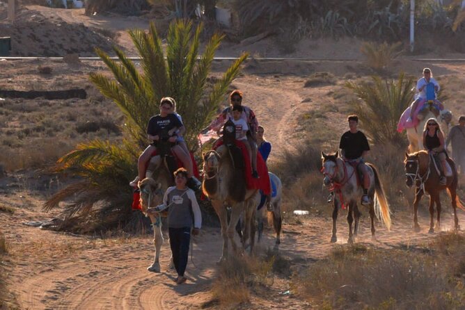 Explore Djerba With Our Four-Legged Friends - Health and Safety Guidelines