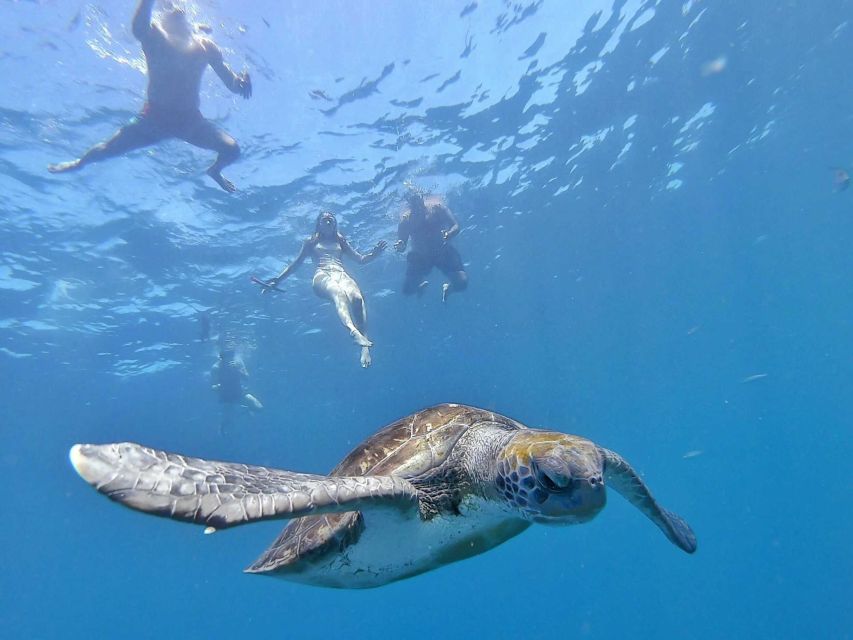 Explore Tenerife With the Snorkel Kit - Explore Marine Life