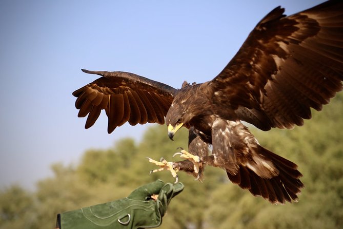 Falcon 1—Private Dubai Falconry Safari - Customer Experiences and Reviews