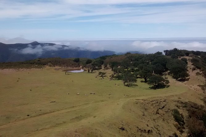 Fanal -Enchanted Forest Private Service - Customer Reviews and Feedback