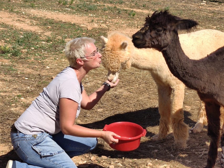 Felanitx, Mallorca: Alpacas Close-Up Experience - Booking and Cancellation