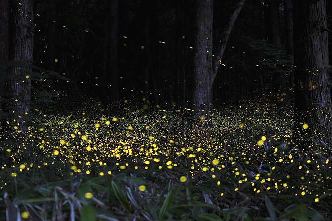 Fireflies Cruise With Batu Cave Visit and Seafood Dinner - Seafood Dinner Delight