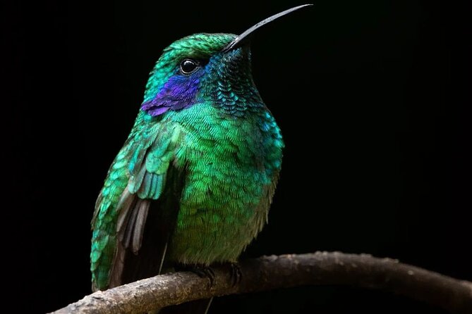 First Steps Into Birding in Monteverde - Preparing for the Early Morning Birding Tour