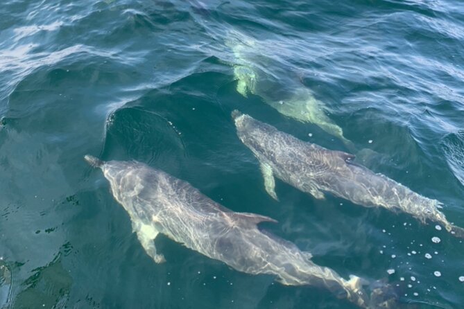 Frisky Mermaid Dolphin + Scenic Bay Sightseeing Tour - Customizable Itinerary Options