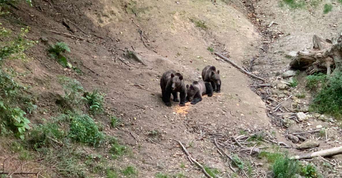 From Brasov: Bear Watching in the Wild - Tour Details and Schedule