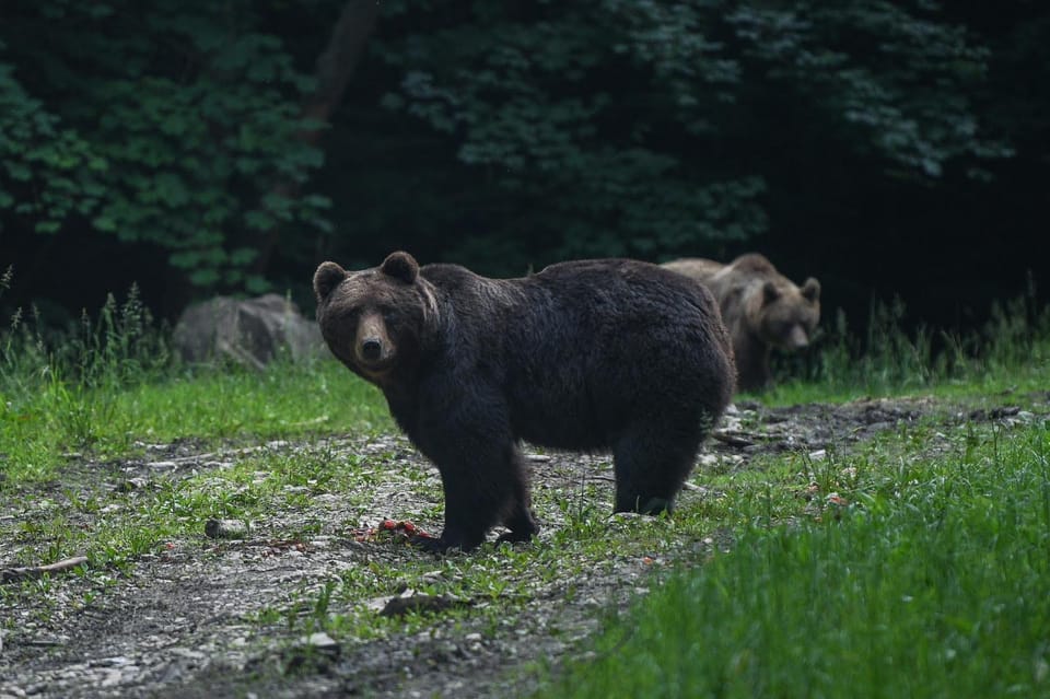 From Brasov: Brown Bear Watching in the Carpathian Mountains - Highlights of the Experience